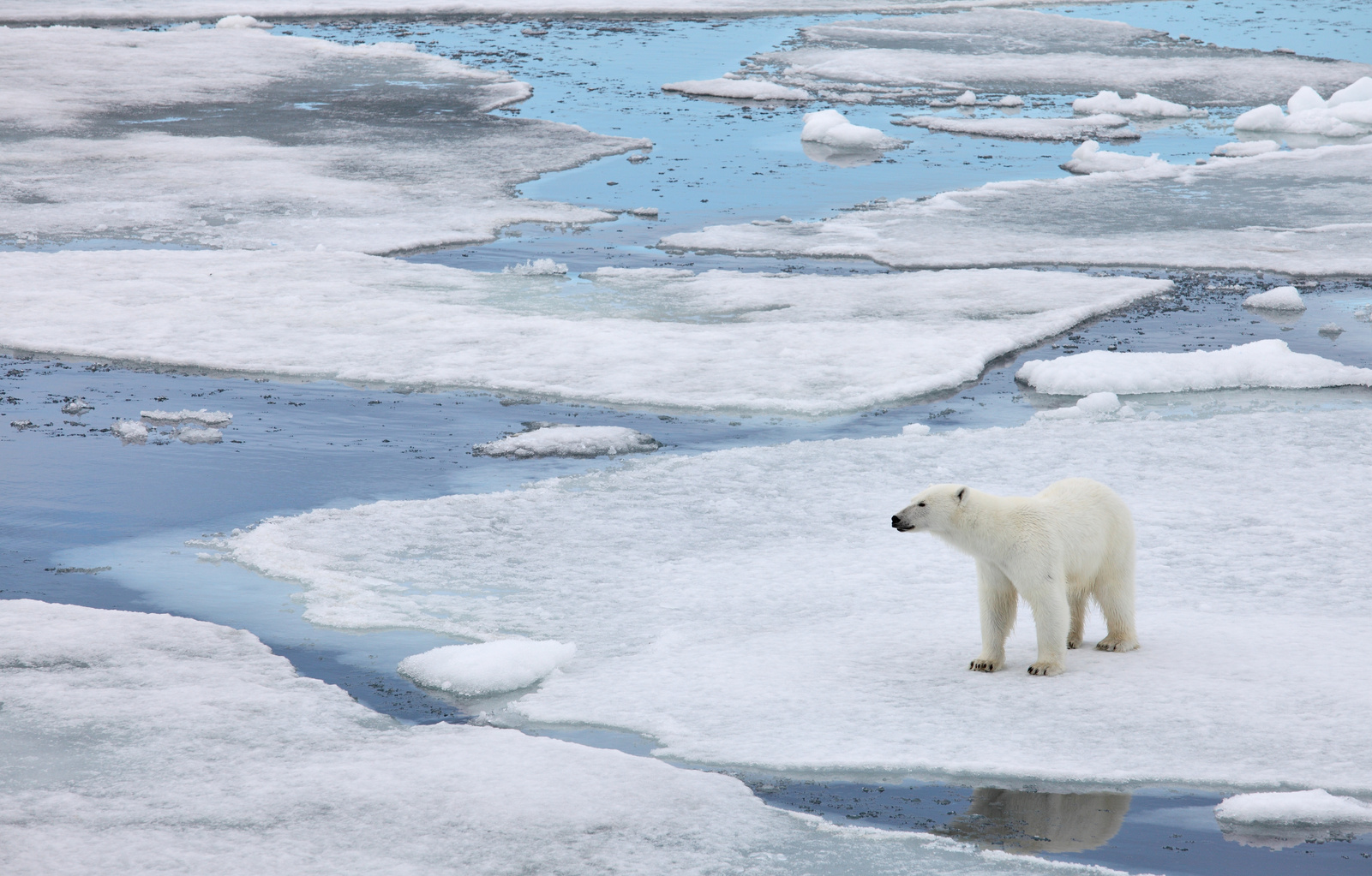 Polar bear